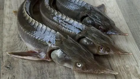 CÁ TẦM ĐẠI (P) (Phần)